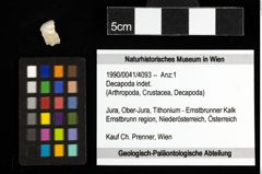 Foto (Objekt + Etiketten) von Decapoda indet. 